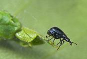berkenbladroller (Deporaus betulae) 5-2014 8860